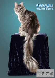 ​世界上尾巴最长的猫，长达45厘米(神奇的动物)